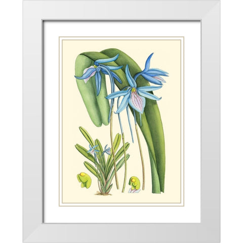 Periwinkle Blooms IV White Modern Wood Framed Art Print with Double Matting by Curtis