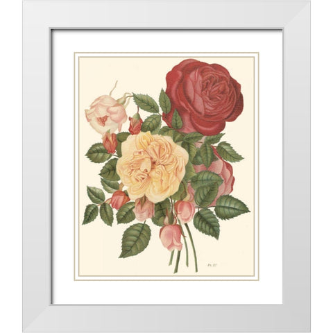 Vintage Roses I White Modern Wood Framed Art Print with Double Matting by Vision Studio