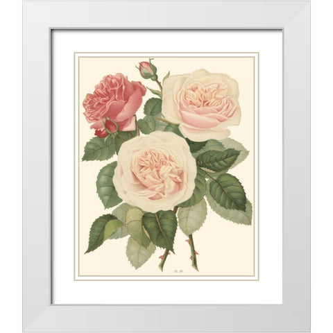 Vintage Roses II White Modern Wood Framed Art Print with Double Matting by Vision Studio