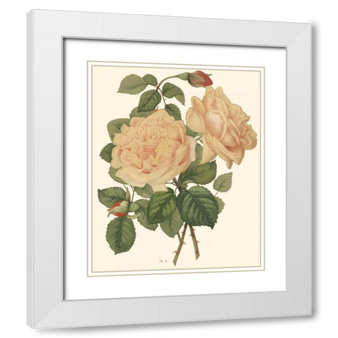 Vintage Roses III White Modern Wood Framed Art Print with Double Matting by Vision Studio