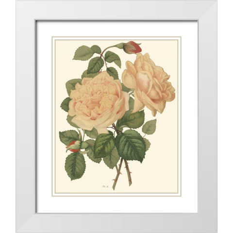Vintage Roses III White Modern Wood Framed Art Print with Double Matting by Vision Studio