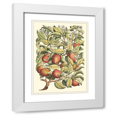Apple Tree Branch White Modern Wood Framed Art Print with Double Matting by du Monceau, Duhamel