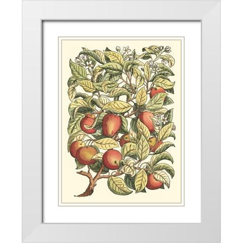 Apple Tree Branch White Modern Wood Framed Art Print with Double Matting by du Monceau, Duhamel
