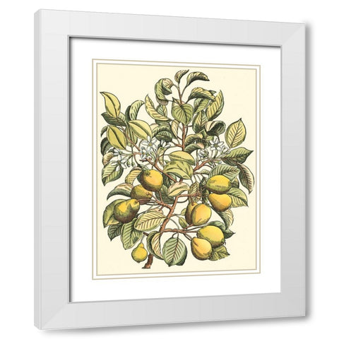 Pear Tree Branch White Modern Wood Framed Art Print with Double Matting by du Monceau, Duhamel