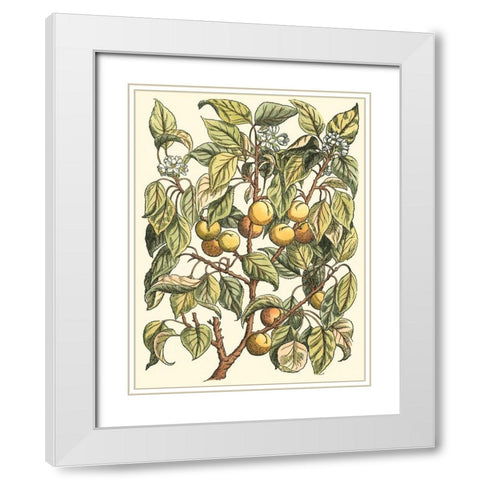 Apricot Tree Branch White Modern Wood Framed Art Print with Double Matting by du Monceau, Duhamel