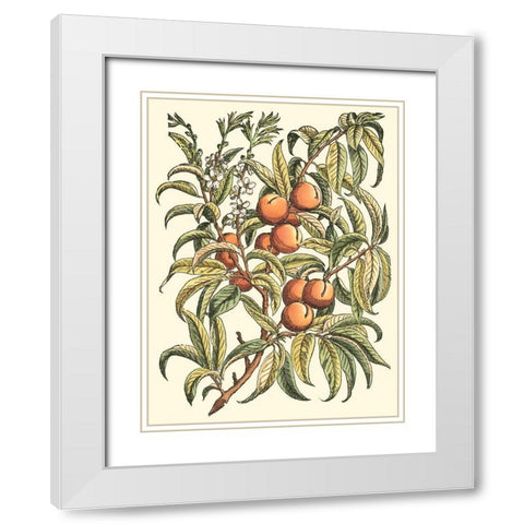 Peach Tree Branch White Modern Wood Framed Art Print with Double Matting by du Monceau, Duhamel