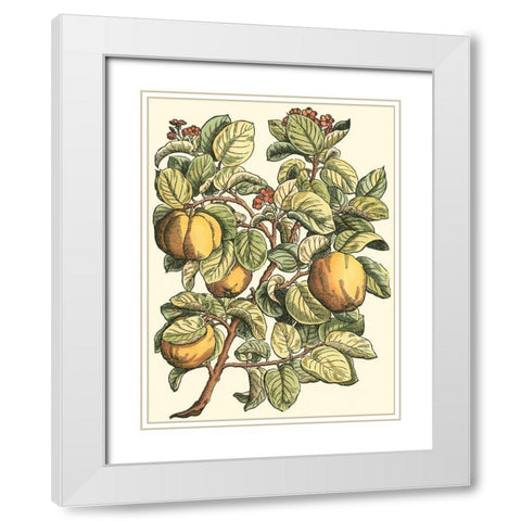 Quince Tree Branch White Modern Wood Framed Art Print with Double Matting by du Monceau, Duhamel