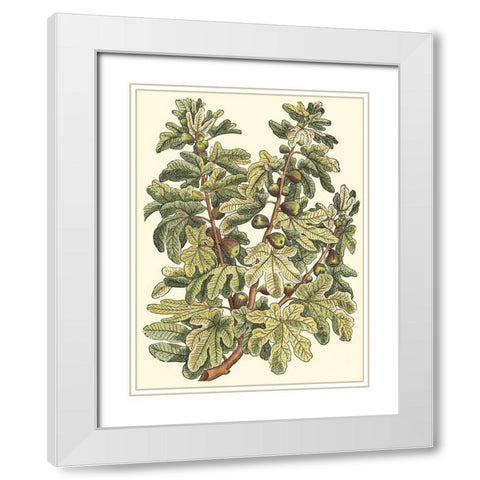 Fig Tree Branch White Modern Wood Framed Art Print with Double Matting by du Monceau, Duhamel