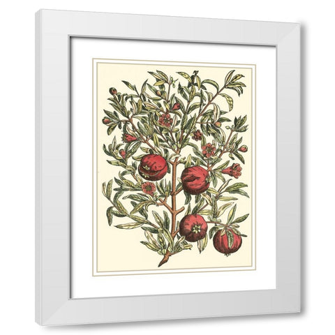 Pomegranate Tree Branch White Modern Wood Framed Art Print with Double Matting by du Monceau, Duhamel