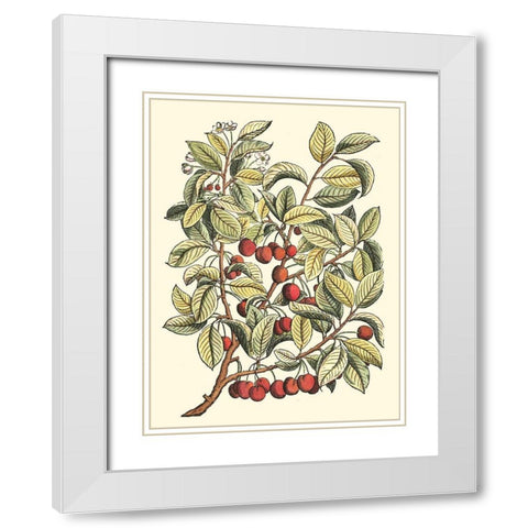 Cherry Tree Branch White Modern Wood Framed Art Print with Double Matting by du Monceau, Duhamel