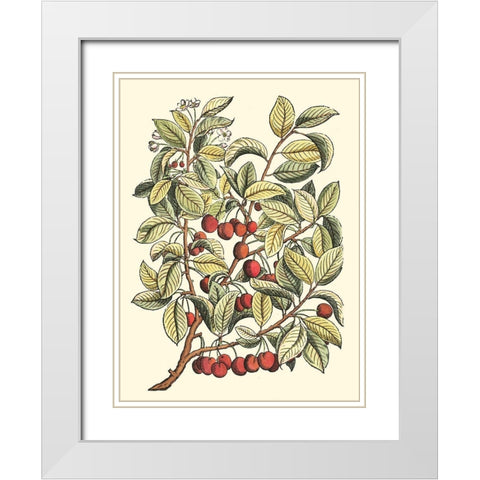 Cherry Tree Branch White Modern Wood Framed Art Print with Double Matting by du Monceau, Duhamel