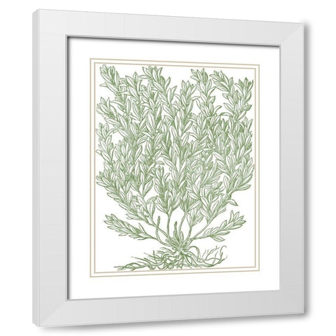 Mossy Branches II White Modern Wood Framed Art Print with Double Matting by du Monceau, Duhamel