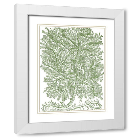 Mossy Branches IV White Modern Wood Framed Art Print with Double Matting by du Monceau, Duhamel