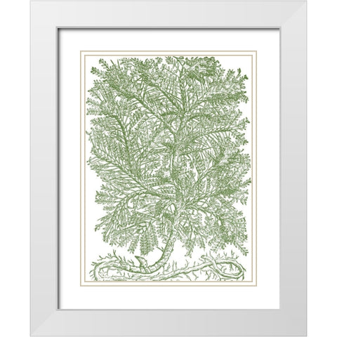 Mossy Branches IV White Modern Wood Framed Art Print with Double Matting by du Monceau, Duhamel