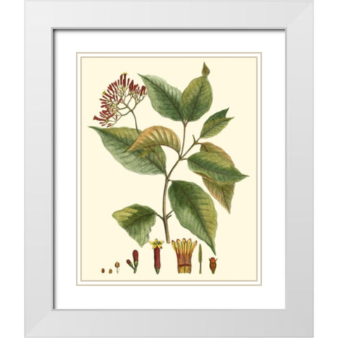 Crimson Botanical I White Modern Wood Framed Art Print with Double Matting by Hierseman