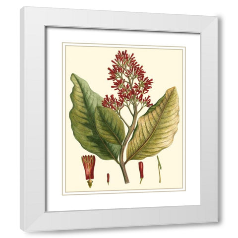 Crimson Botanical II White Modern Wood Framed Art Print with Double Matting by Hierseman
