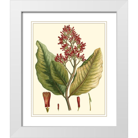 Crimson Botanical II White Modern Wood Framed Art Print with Double Matting by Hierseman