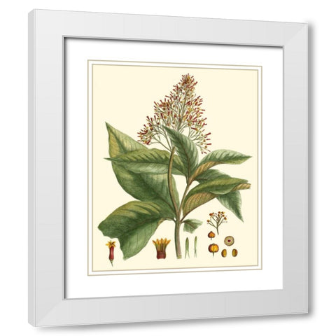 Crimson Botanical III White Modern Wood Framed Art Print with Double Matting by Hierseman