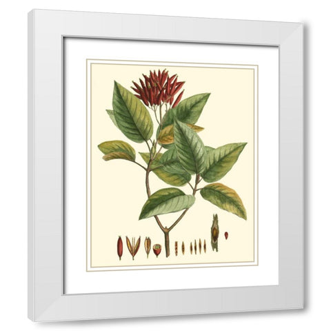 Crimson Botanical IV White Modern Wood Framed Art Print with Double Matting by Hierseman
