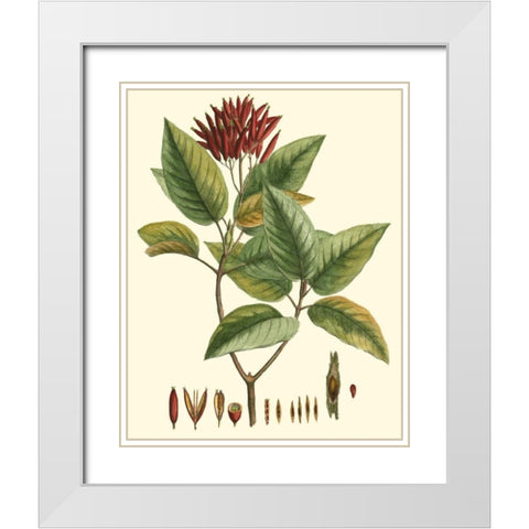 Crimson Botanical IV White Modern Wood Framed Art Print with Double Matting by Hierseman
