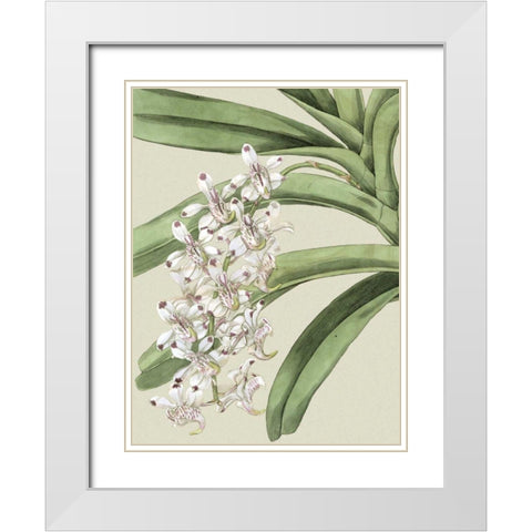 Small Orchid Blooms I White Modern Wood Framed Art Print with Double Matting by Vision Studio