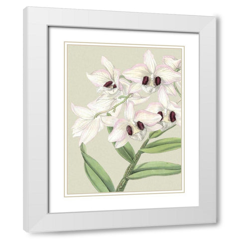 Small Orchid Blooms II White Modern Wood Framed Art Print with Double Matting by Vision Studio