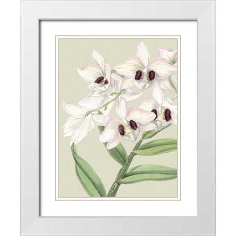 Small Orchid Blooms II White Modern Wood Framed Art Print with Double Matting by Vision Studio