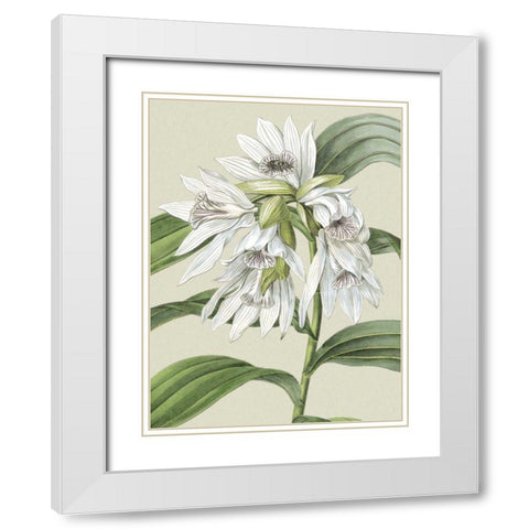 Small Orchid Blooms III White Modern Wood Framed Art Print with Double Matting by Vision Studio