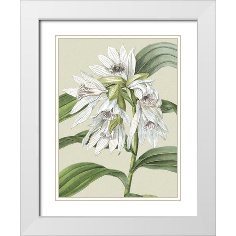 Small Orchid Blooms III White Modern Wood Framed Art Print with Double Matting by Vision Studio