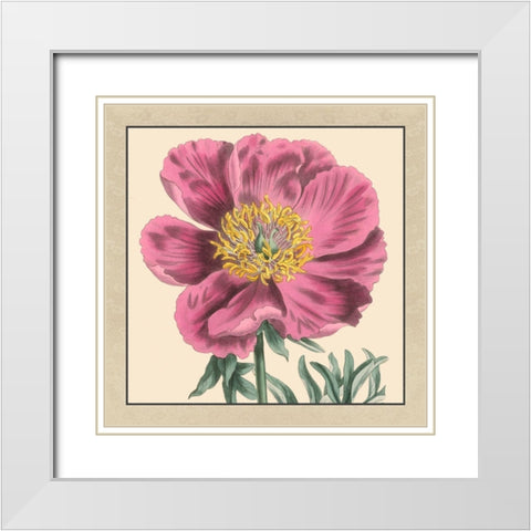 Small Peony Collection III White Modern Wood Framed Art Print with Double Matting by Vision Studio