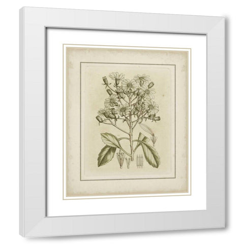 Small Tinted Botanical I White Modern Wood Framed Art Print with Double Matting by Curtis