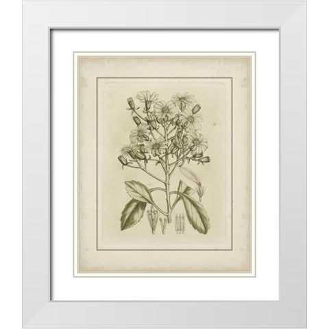 Small Tinted Botanical I White Modern Wood Framed Art Print with Double Matting by Curtis