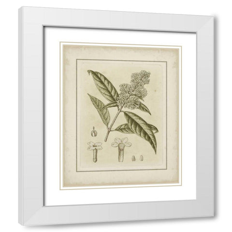Small Tinted Botanical II White Modern Wood Framed Art Print with Double Matting by Curtis