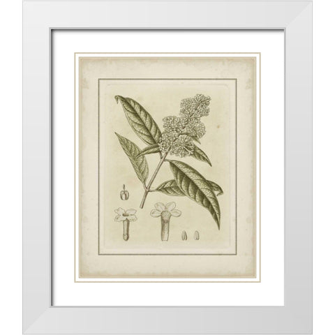 Small Tinted Botanical II White Modern Wood Framed Art Print with Double Matting by Curtis