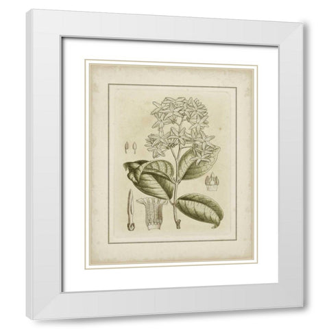 Small Tinted Botanical III White Modern Wood Framed Art Print with Double Matting by Curtis