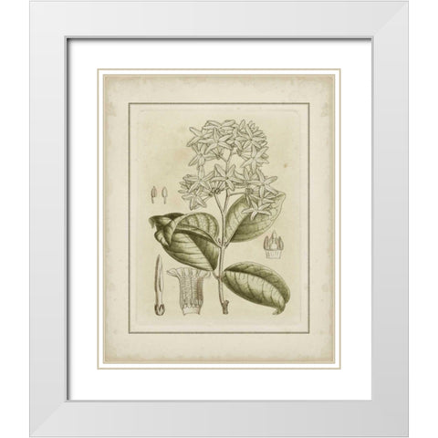 Small Tinted Botanical III White Modern Wood Framed Art Print with Double Matting by Curtis