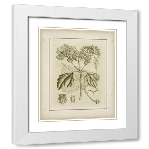 Small Tinted Botanical IV White Modern Wood Framed Art Print with Double Matting by Curtis