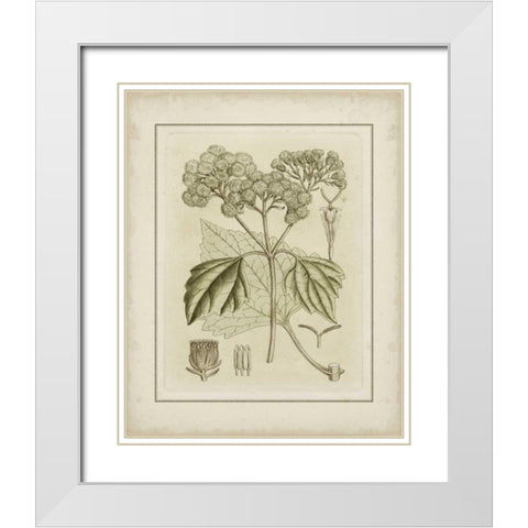 Small Tinted Botanical IV White Modern Wood Framed Art Print with Double Matting by Curtis