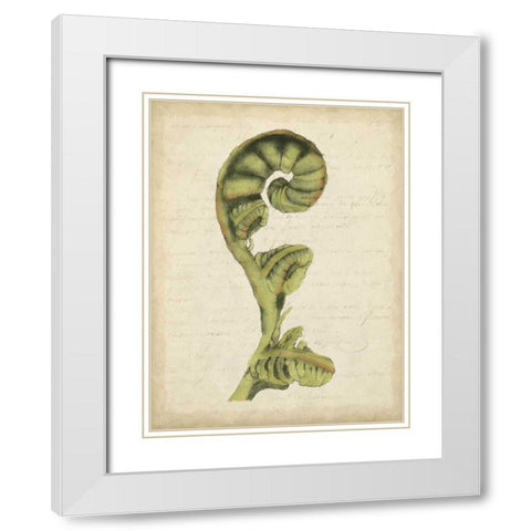 Small Fiddlehead Ferns I White Modern Wood Framed Art Print with Double Matting by Goldberger, Jennifer