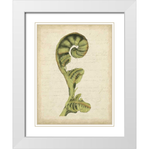 Small Fiddlehead Ferns I White Modern Wood Framed Art Print with Double Matting by Goldberger, Jennifer