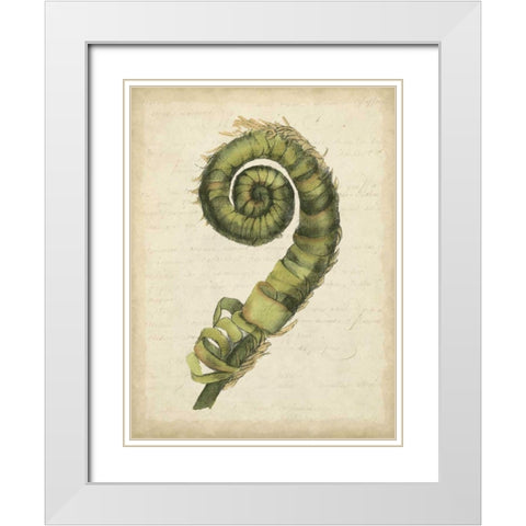 Small Fiddlehead Ferns II White Modern Wood Framed Art Print with Double Matting by Goldberger, Jennifer