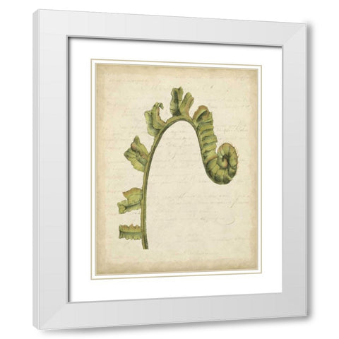 Small Fiddlehead Ferns III White Modern Wood Framed Art Print with Double Matting by Goldberger, Jennifer