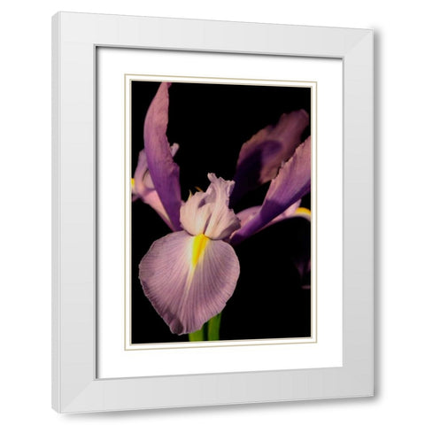 Small Sweet Iris I White Modern Wood Framed Art Print with Double Matting by Stramel, Renee W.