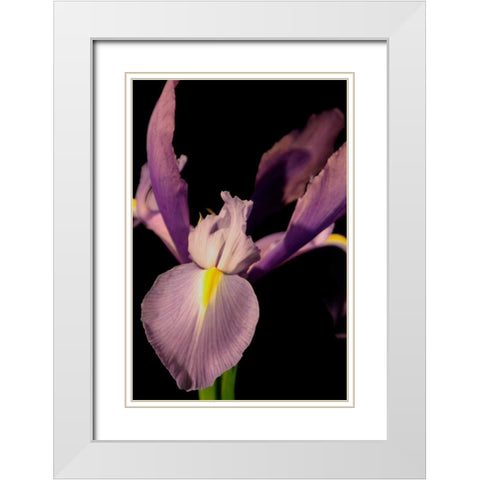 Small Sweet Iris I White Modern Wood Framed Art Print with Double Matting by Stramel, Renee W.