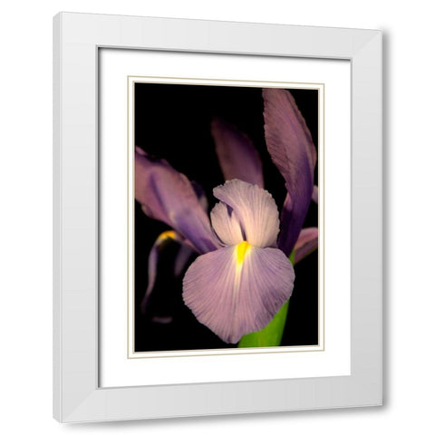Small Sweet Iris II White Modern Wood Framed Art Print with Double Matting by Stramel, Renee W.