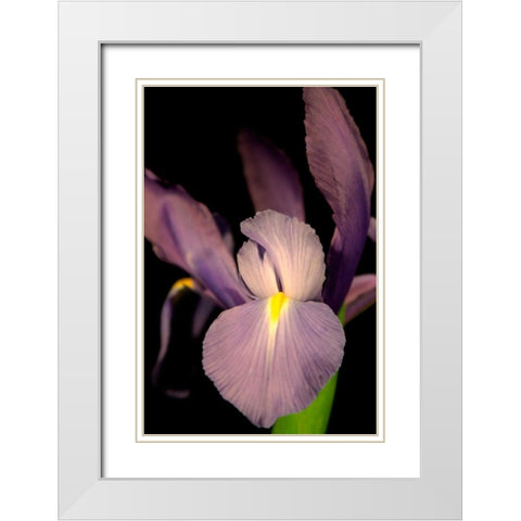 Small Sweet Iris II White Modern Wood Framed Art Print with Double Matting by Stramel, Renee W.