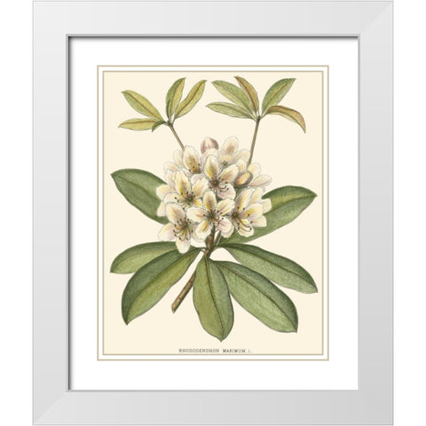 Rhododendron White Modern Wood Framed Art Print with Double Matting by Silva, John