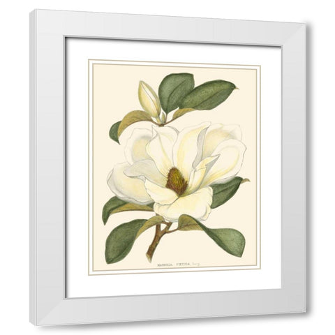 Magnolia White Modern Wood Framed Art Print with Double Matting by Silva, John