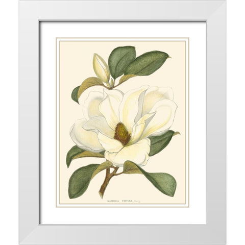Magnolia White Modern Wood Framed Art Print with Double Matting by Silva, John