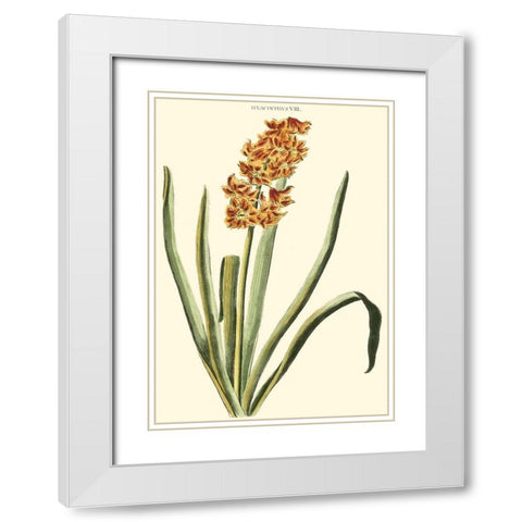 Antique Hyacinth VIII White Modern Wood Framed Art Print with Double Matting by Trew, Christopher J.